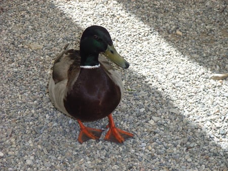 I'm a fine looking duck - animal, nature, duck, photography