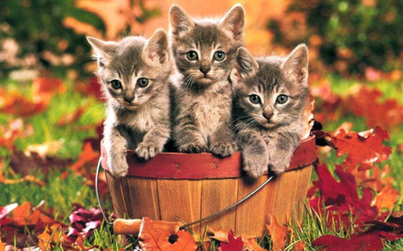 Kittens bucket - autumn, adorable, brown and white, kittens, animals, basket, three, playful, cats, leaves, cute