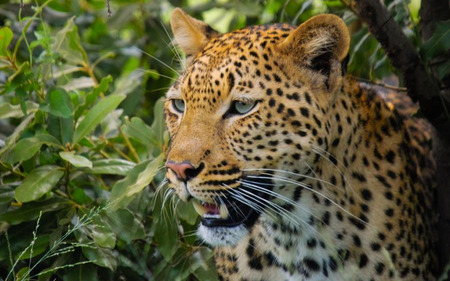 Leopard - animals, leopards