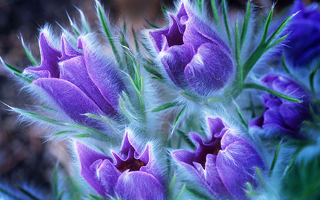 Purple flowers - flowers, purple