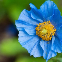 blue poppy