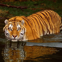 Tiger stare