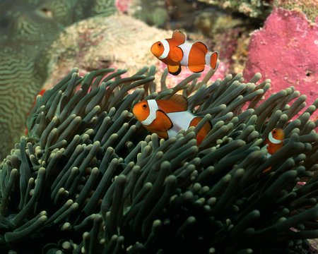 payaso - peces, ocean, fish