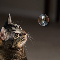 cat confusion