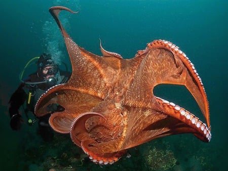 Octopus and diver