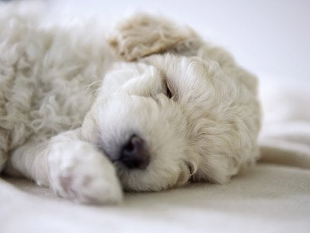 sleeping dog - love, sleep, cool, dog, cute