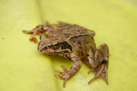 Tatimore Toad 2 - creature, toad, leaping, frog, photography, nature