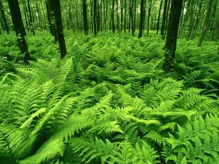 Forest of Samambaias - trees, beautiful, photography, forest, samambaias, grasslands, nature, green, plants, nice