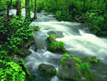 Rapid Waters - waterfalls, water, rivers, beautiful, grasslands, forests, green, plants, nice, forces of nature