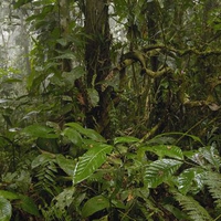 Green Fresh Leaves, Amazonia, Brazil