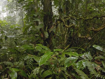 Green Fresh Leaves, Amazonia, Brazil - nice, fresh, landscape, forests, amazonia, brazil, brasil, beautiful, leaves, green