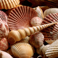 Seashells