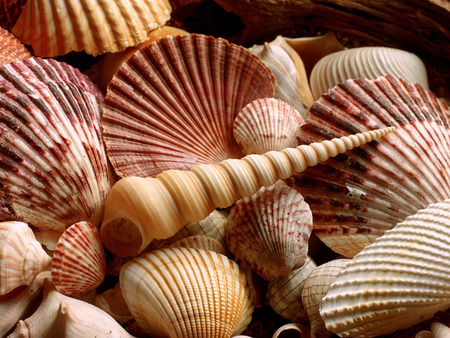 Seashells - seashells, sea, nature