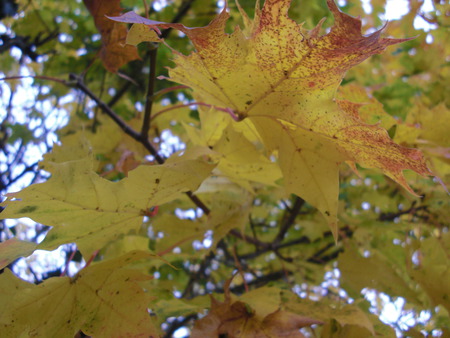 autumn leaves - nature, fall, leafs