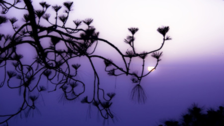 purple haze 889.jpg - tree, nature, haze