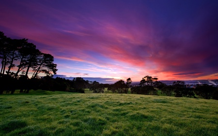 BEAUTIFUL MORNING - sky, morning, beautiful, field, violet, trees, sunrise, grass