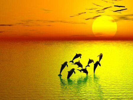 dolphins - colors, dolphins, myspace, sunset