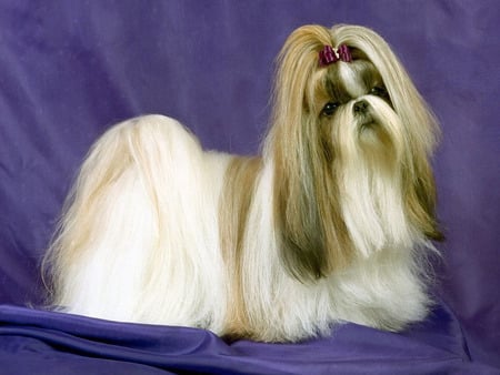 Lhasa_Apso - lhasa-apso, cool