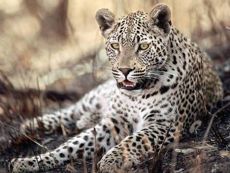 Leopard - leopard, cool