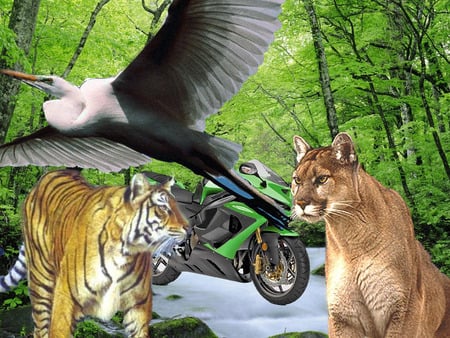 animal - photoshop, motor, nature, animals