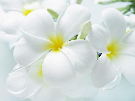 Frangipani - white, flowers, frangipani