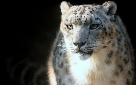 Snow leopard - looking, leopard, light, snow leopard