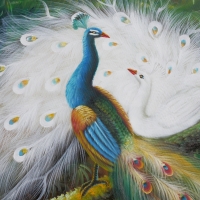 Peacocks