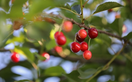 Sour Cherries - berries, sour cherries, red, tree