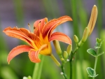 Daylily