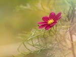 Cosmos Flower