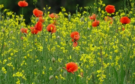 Meadow with Poppies