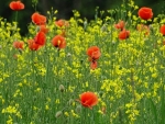 Meadow with Poppies