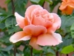 Orange Rose