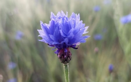 Cornflower with Dewdrops - Latvia, blue, macro, cornflower, dewdrops