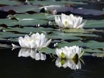 Waterlilies