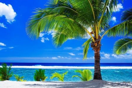 Tropical beach - blue, palms, sea, shade, tropics, paradise, beautiful, vacation, beach, summer, rest, waves, breeze, sands, sky, ocean, relax