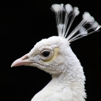 White peacock