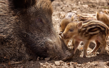 Wild Boar with Piglets - mother, piglets, wild boars, animals, babies