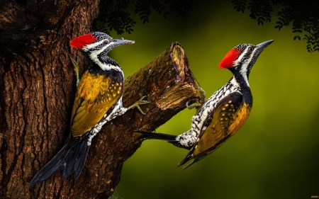 Woodpeckers - woodpeckers, birds, tree, animals