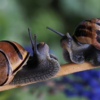 Snails