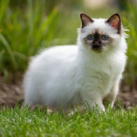 Cat Ragdoll