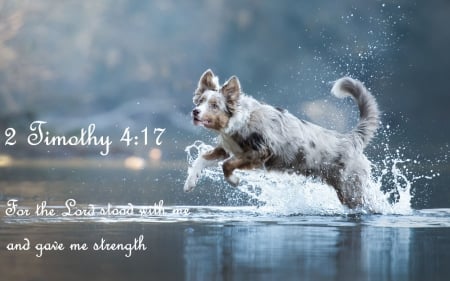 Strength - running, blue, dog, tan, strong, whtie, encouragement, soft, lake, splash, scripture