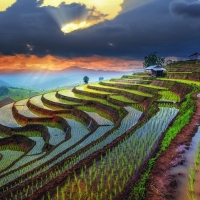 Rows of Rice Patties in China