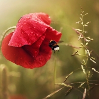 Bumblebee on Poppy