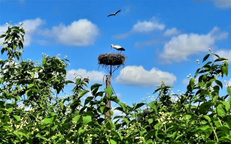 Stork Family - nest, flight, storks, plants, sky, family