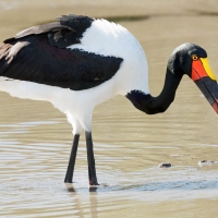 Saddle-billed Stork with Catch