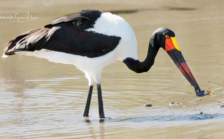 Saddle-billed Stork with Catch - bird, national park, Africa, stork