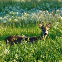 Deer in Meadow