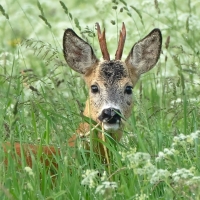 Deer in Meadow