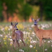 Deer in Meadow